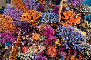Coral Reef