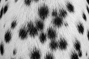 Dalmatian Spots