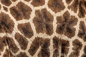 Giraffe Patches