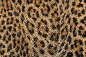 Leopard Spots