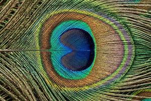 Peacock Feathers