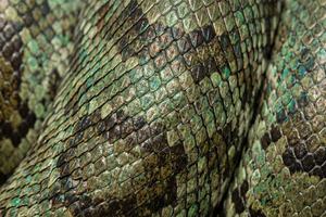 Snake Scales