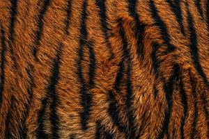 Tiger Stripes