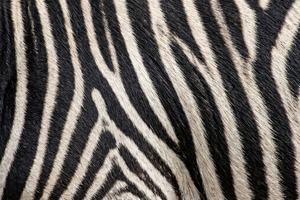 Zebra Stripes